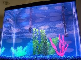 Vastu Shastra For Getting Aquarium 